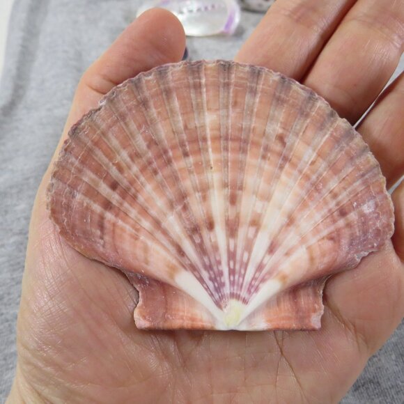 REAL Sea Shells PURPLE wide variety of sizes (all items in 1st pic) 1lb + - Picture 7 of 16